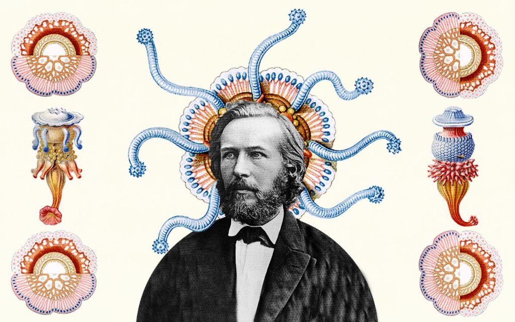 ERNST HAECKEL, CHARLES DARWIN, VÀ NGHỆ THUẬT BIẾN BI KỊCH CÁ NHÂN THÀNH CÁNH CỔNG SIÊU&nbsp;VIỆT